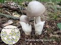 Amanita albogrisescens-amf2268-1